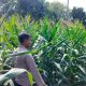 Kanit Binmas Polsek BP Peliung Cek Lahan Jagung Binaan, Dorong Masyarakat Dukung Ketahanan Pangan