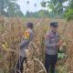 Sinergi Kanit Binmas dan Bhabinkamtibmas Polsek BP Peliung Kawal Suksesnya Lahan Percontohan Jagung