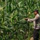 Polsek BP Peliung Perkuat Ketahanan Pangan Melalui Pendampingan Budidaya Jagung di Desa Saung