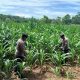 Dukung Ketahanan Pangan, Kanit Binmas Polsek BP Peliung Intensifkan Pemantauan Lahan Jagung