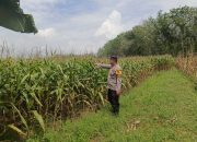 Bhabinkamtibmas Polsek Madang Suku I Pantau Perkembangan Tanaman Jagung Dukung Ketahanan Pangan