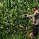 Kanit Binmas Polsek Buay Pemuka Peliung Pastikan Program Ketahanan Pangan Jagung Berjalan Optimal