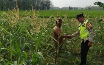 Polsek Madang Suku I Pantau Program Ketahanan Pangan, Pastikan Tanaman Jagung Tumbuh Optimal