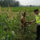 Polsek Madang Suku I Pantau Program Ketahanan Pangan, Pastikan Tanaman Jagung Tumbuh Optimal