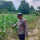 Kanit Binmas Polsek BP Peliung Cek Perkembangan Tanaman Jagung, Wujud Dukungan Ketahanan Pangan Nasional