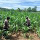 Anggota Polsek BP Peliung Pantau Pertumbuhan Jagung, Dukung Program Ketahanan Pangan Nasional