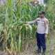 Bhabinkamtibmas Polsek BP Peliung Pantau Tanaman Jagung, Dukung Program Ketahanan Pangan Nasional