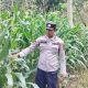 Kasium Polsek BP Peliung Pantau Perkembangan Tanaman Jagung di Lahan Ketahanan Pangan