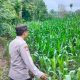 Kanit Binmas Polsek BP Peliung Pantau Perkembangan Tanaman Jagung, Dukung Ketahanan Pangan Nasional