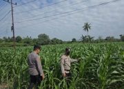 Polsek BP Peliung Perkuat Ketahanan Pangan Melalui Pemantauan Tanaman Jagung di Lahan Produktif