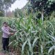 Polsek Buay Pemuka Peliung Rutin Pantau Pertumbuhan Jagung Sebagai Bentuk Dukungan Ketahanan Pangan Nasional