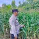 Bhabinkamtibmas Polsek Buay Pemuka Peliung Pantau Tanaman Jagung Binaan Guna Dukung Ketahanan Pangan Nasional