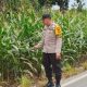 Kasium Polsek Buay Pemuka Peliung Pantau Pertumbuhan Jagung Binaan Dalam Mendukung Ketahanan Pangan