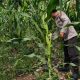 Kanit Binmas Polsek Buay Pemuka Peliung Pantau Tanaman Jagung di Lahan Ketahanan Pangan Desa Bantan Pelita