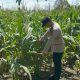 Polsek Buay Pemuka Peliung Terus Dorong Ketahanan Pangan Melalui Pemantauan Tanaman Jagung di Desa Saung