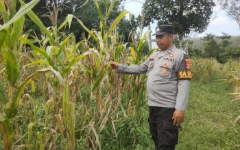 Polsek Belitang II Lakukan Pengecekan Ketahanan Pangan Jagung di Desa Persiapan Sumber Makmur