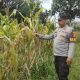 Polsek Belitang II Lakukan Pengecekan Ketahanan Pangan Jagung di Desa Persiapan Sumber Makmur