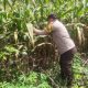 Kasium Polsek BP Peliung Pantau Perkembangan Tanaman Jagung, Dukung Program Ketahanan Pangan Nasional