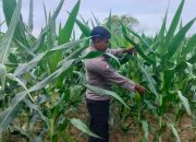 Bhabinkamtibmas Polsek BP Peliung Pantau Tanaman Jagung di Desa Bantan, Dukung Ketahanan Pangan Nasional