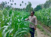 Bhabinkamtibmas Polsek BP Peliung Pantau Pertumbuhan Jagung dalam Mendukung Ketahanan Pangan Nasional