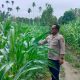 Bhabinkamtibmas Polsek BP Peliung Pantau Pertumbuhan Jagung dalam Mendukung Ketahanan Pangan Nasional