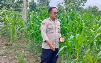 Kanit Binmas Polsek BP Peliung Monitoring Tanaman Jagung, Perkuat Dukungan Ketahanan Pangan Masyarakat