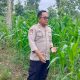 Kanit Binmas Polsek BP Peliung Monitoring Tanaman Jagung, Perkuat Dukungan Ketahanan Pangan Masyarakat