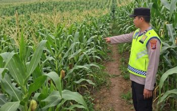Bhabinkamtibmas Polsek Belitang II Monitoring Lahan Jagung Warga, Wujud Nyata Dukung Ketahanan Pangan Nasional