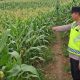 Bhabinkamtibmas Polsek Belitang II Monitoring Lahan Jagung Warga, Wujud Nyata Dukung Ketahanan Pangan Nasional