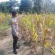 Dukung Program Ketahanan Pangan, Personel Polsek Belitang II Monitoring Lahan Jagung Milik Warga