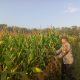 Polsek Belitang II Monitoring Lahan Jagung Warga, Wujud Dukungan terhadap Ketahanan Pangan Nasional
