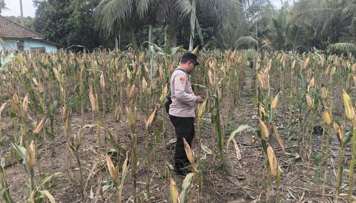 Bhabinkamtibmas Polsek Belitang II Tanam Jagung Hibrida di Desa Purwodadi, Perkuat Program Ketahanan Pangan