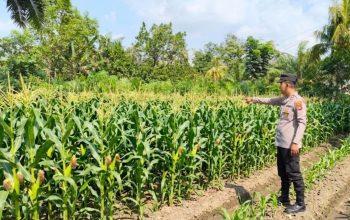 Bhabinkamtibmas Polsek Belitang II Cek Lahan Jagung Warga, Dukung Program Ketahanan Pangan Nasional
