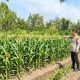 Bhabinkamtibmas Polsek Belitang II Cek Lahan Jagung Warga, Dukung Program Ketahanan Pangan Nasional