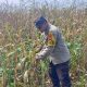 Polsek BP Peliung Pantau Tanaman Jagung di Desa Bantan Pelita, Dukung Ketahanan Pangan Berkelanjutan