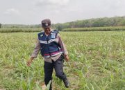 Aipda Arif Budiman Tinjau Lahan Jagung, Wujud Dukungan Polsek Madang Suku I terhadap Program Ketahanan Pangan
