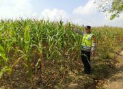 Aipda Bobi Juanda Pantau Pertumbuhan Jagung, Wujud Dukungan Polsek Madang Suku I terhadap Ketahanan Pangan