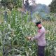 Brigpol Hari Monitoring Lahan Jagung Ketahanan Pangan, Polsek BP Peliung Optimalkan Lahan Kosong untuk Dukung Swasembada Pangan
