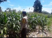 Bhabinkamtibmas Polsek BP Peliung Pantau Pertumbuhan Jagung, Dukung Ketahanan Pangan Nasional