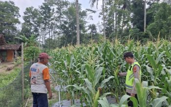 Bhabinkamtibmas Polsek Belitang II Pantau Lahan Jagung Warga di Desa Suka Jaya, Dukung Program Ketahanan Pangan