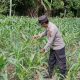 Kanit Bimas Polsek BP Peliung Rutin Pantau Pertumbuhan Jagung, Wujudkan Dukungan Nyata Program Ketahanan Pangan Nasional