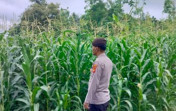 Kanit Provost Polsek BP Peliung Pantau Pertumbuhan Jagung di Desa Bantan, Perkuat Dukungan Ketahanan Pangan Nasional