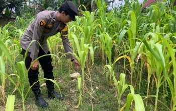 Bhabinkamtibmas Polsek Belitang II Tinjau Kolam Ikan Mujair Warga, Dukung Ketahanan Pangan Berbasis Perikanan