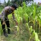 Bhabinkamtibmas Polsek Belitang II Tinjau Kolam Ikan Mujair Warga, Dukung Ketahanan Pangan Berbasis Perikanan
