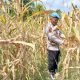 Kanit Prov Polsek BP Peliung Pantau Tanaman Jagung di Negeri Agung Jaya, Dukung Ketahanan Pangan Nasional