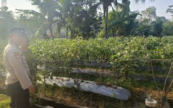 Ka SPK III Polsek Belitang II Tinjau Lahan Terong Warga, Dukung Ketahanan Pangan di OKU Timur