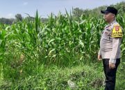 Brigpol Suyudi Monitoring Lahan Jagung, Dukung Ketahanan Pangan di Madang Suku I