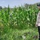 POLSEK MADANG SUKU I DUKUNG PROGRAM KETAHANAN PANGAN MELALUI MONITORING TANAMAN JAGUNG WARGA