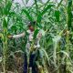 Polsek BP Peliung Kawal Program Ketahanan Pangan Melalui Perawatan Tanaman Jagung di Desa Bantan