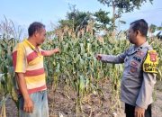 Dukung Ketahanan Pangan Nasional, Bhabinkamtibmas Polsek Madang Suku I Sambangi Kebun Jagung Milik Warga